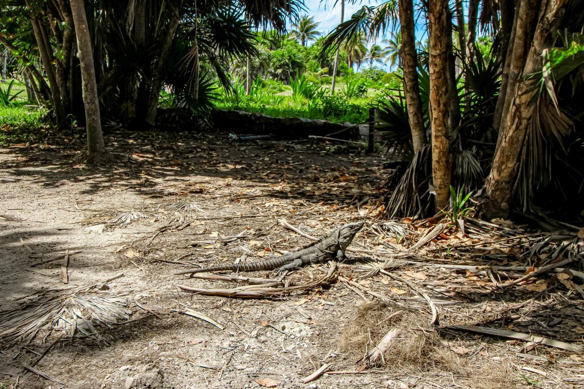 Miraluna 233 At Luum Zama Tulum Luaran gambar